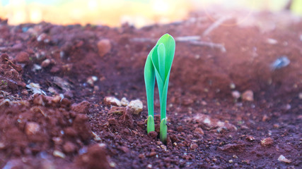 Corn seedlings with sunlight Thailand