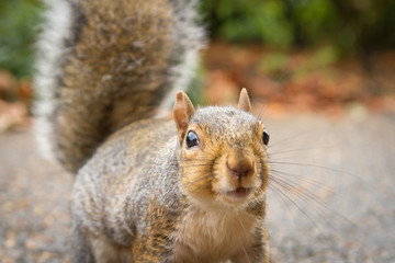Cute grey squirrel in the park