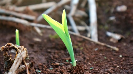 Corn seedlings with sunlight Thailand