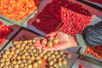 Hand of woman holds a Sandalwood Seeds, an Australia bush food eaten by Australians. Northern Territory. Different and colorful bush seeds on background.