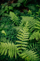 Impressionen aus dem Wald