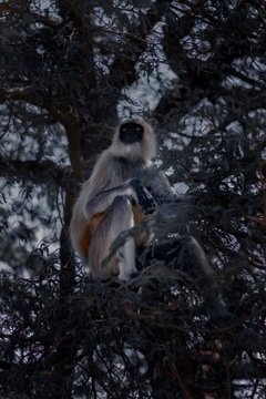 Singe