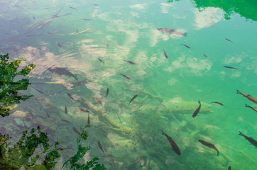 Fototapeta na wymiar Fish in the clear water of Plitvice Lakes, Croatia