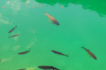 Fish in the clear water of Plitvice Lakes, Croatia