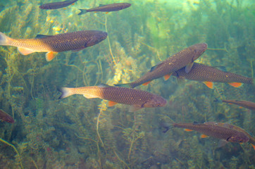 Fish in the clear water of Plitvice Lakes, Croatia