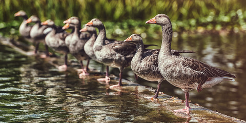 Wildgänse stehen auf Mauer im Wasser