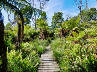 Obraz premium Path in tropical rain forest 