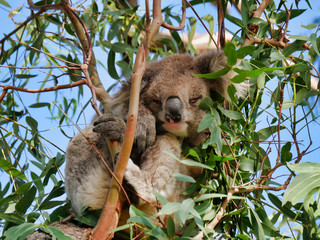 Koala in a tree