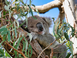 Koala in a tree 