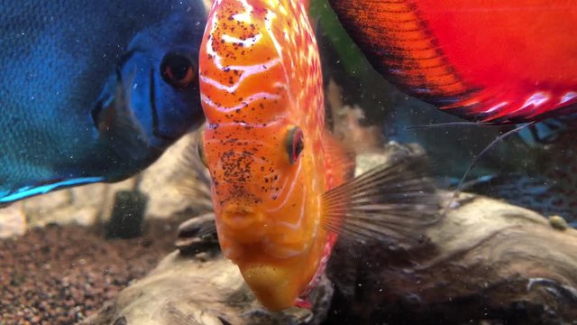 Diskusfische oder Diskusbuntbarsche im Aquarium, Amazonasfische, Cichlidae