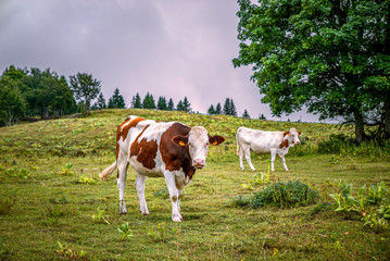 Fototapeta na wymiar Two cows on a green pasture in the French Alps, looking at camera.