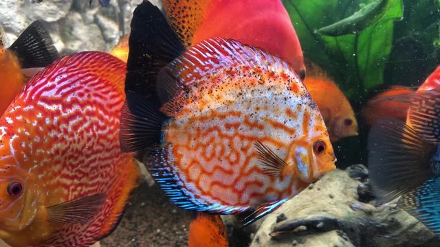tropical fish in an aquarium