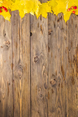 Yellow and orange fallen maple leaves on dark brown wood table background.