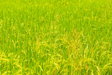 Plantation of yellow paddy rice farmland