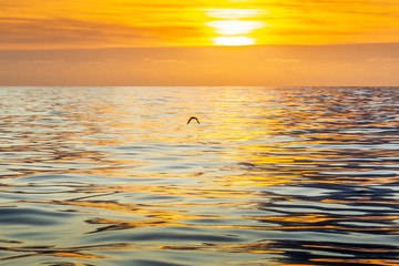 le coucher de soleil en pleine mer