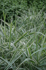 green with white grass after rain