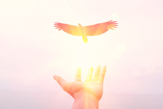 Freedom and feel good concept. Man hand open and eagle bird fly on sunset abstract background.