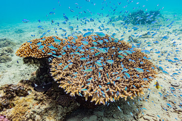 加計呂麻島の枝珊瑚とデバスズメダイ / Chromis viridis © T-Images