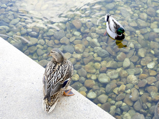 Ducks resting and swimming in a lake of translucent waters that has its bottom covered by little stones.