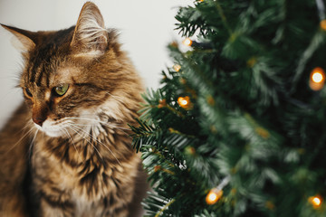 Tabby cat with green eyes sitting with funny emotions at christmas tree with lights. Maine coon relaxing under festive christmas tree. Winter holidays