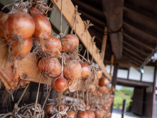 かやぶき屋根の軒下でたまねぎを干す