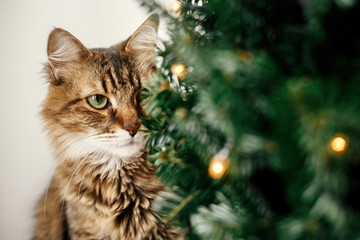 Maine coon cat with green eyes sitting at little christmas tree with lights. Cute kitty relaxing under festive christmas tree. Winter holidays. Pet and holiday © sonyachny