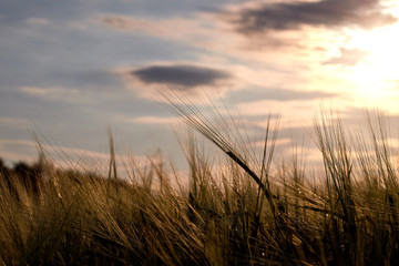wheat field in the rays of the setting sun against the sky and gray clouds