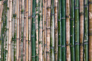 Bamboo taxture green and yellow wall