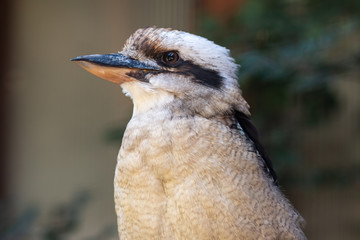 Lachender Hans Jägerliest 