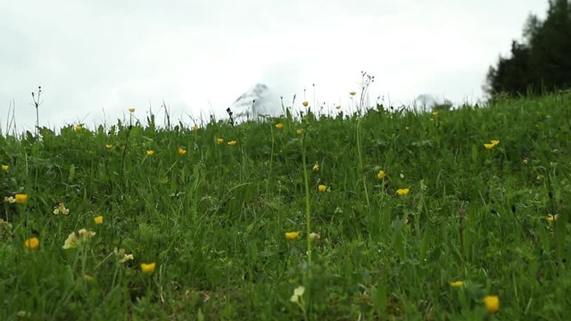 Green Alps fields with yellow flowers and snow mountains of Austrian Lermoos. Filmed in slow motion in May.