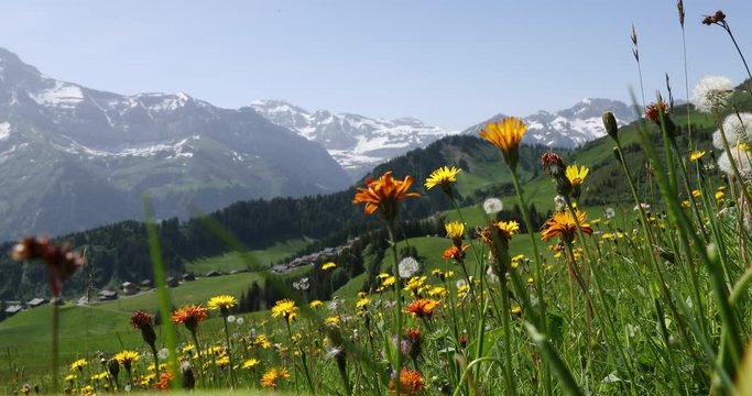 View to the mountains and green Alps fields with orange flowers in Switzerland