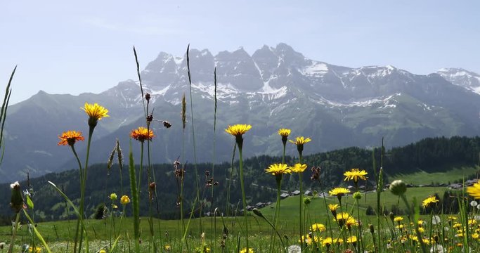 View to the mountains and green Alps fields with orange and yelow flowers in Switzerland