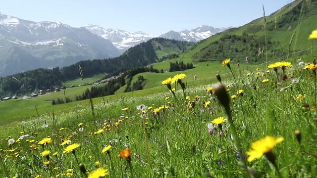 View to the mountains and green Alps fields with flowers in Switzerland