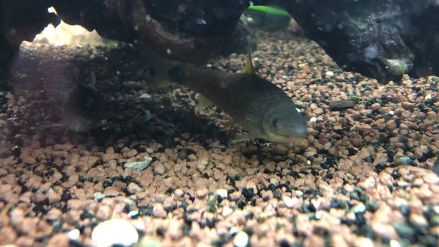 Netzpinselalgenfresser im Aquarium, Crossocheilus reticulatus