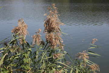 Whiskers of reeds stand on the background of the water surface of the lake on a sunny autumn day