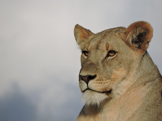portrait of a lion