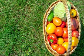 Red tomatoes, peppers and green cucumbers and cabbage in basket at the garden, outdoor. Autumn harvest. Top view
