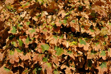  Branches of trees with yellow foliage