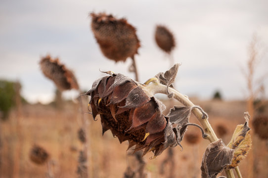 Girasoles marchitos y secos mirando hacia abajo