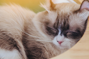 The lazy cat is sleeping lazily in the house.