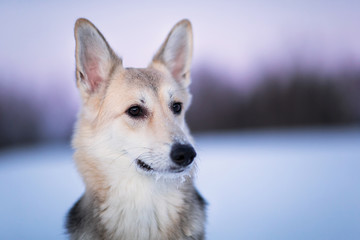 Portrait of happy mongrel dog running and looking at camera on a winter field at twilight.