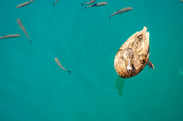 Fauna of Plitvice Lakes, ducks and fish in clear water.
