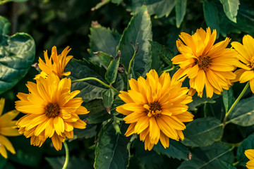 yellow flowers in garden