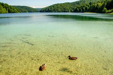 Fauna of Plitvice Lakes, ducks and fish in clear water.