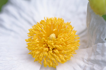 Wilde vegetations in garden