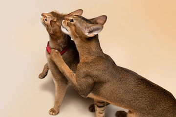 Two abyssinian cats look up, waiting for treats, friends and rivals