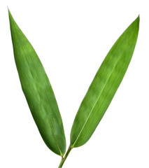 Leaf of Bamboo isolated on white background
