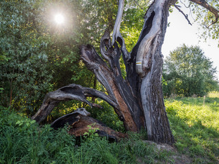 A huge, cracked tree trunk