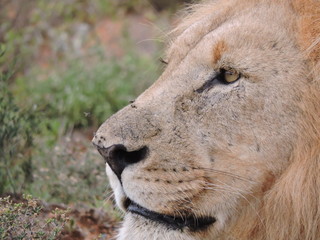 portrait of a lion