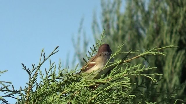 wr&oacute;bel na tui